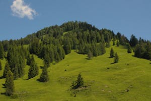 Vibrant green hillside with trees in Selva di Cadore, Veneto, Italy, under a clear blue sky.